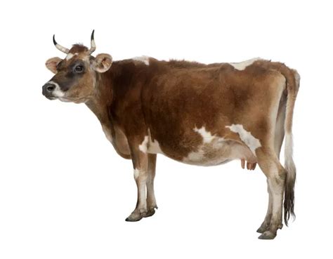 Image result for Cow Using Shapes On Python Turtle