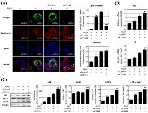 IJMS | Special Issue : mTOR in Metabolism and Cancer
