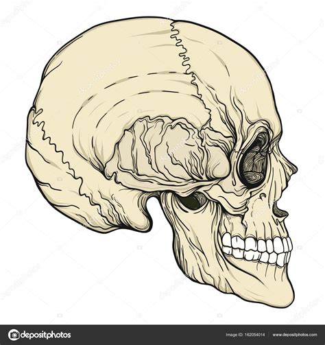 Human Skull Drawing at GetDrawings | Free download