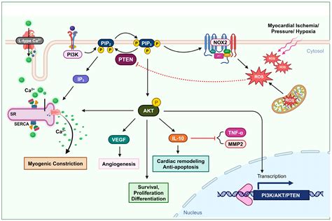 Redox Regulation of PTEN by Reactive Oxygen Species: Its Role in ...