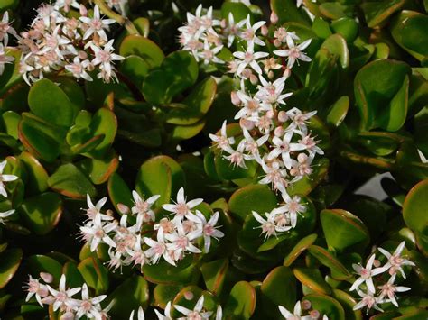does jade plant have flowers