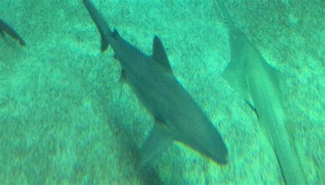 AQUARIUM OF GENOA - All You SHOULD Know Before Going 2026 (with Photos ...