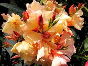 Getflix Kaner Plant Price in India - Buy Getflix Kaner Plant online at ...