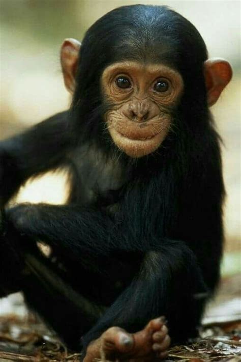 Image result for Monkey Using Computer Meme