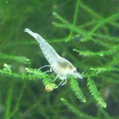 Aquarien und Zubehoer Kleinanzeigen | Aquarien und Zubehoer Annoncen ...