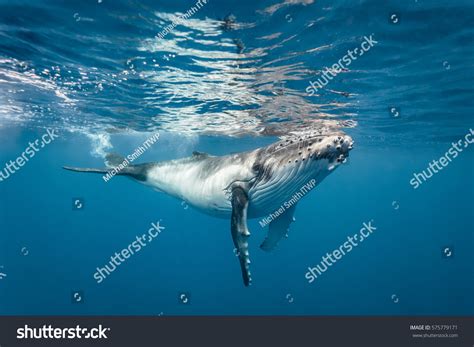 Baby Humpback Whales Underwater