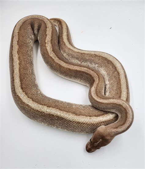Image result for Royal Python Female