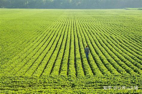 农田 的图像结果
