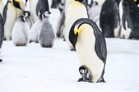 When Sea Ice Retreated, Some Emperor Penguins Didn’t Breed - The New ...