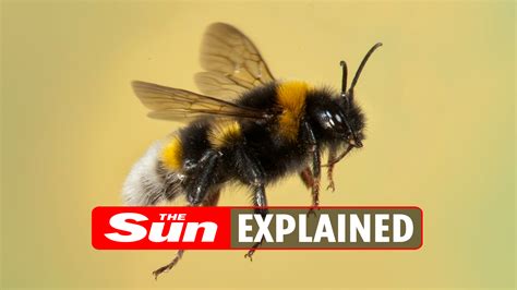 Do bumble bees sting? | The US Sun