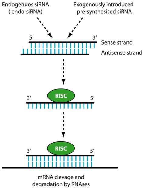 Polymer-Mediated Delivery of siRNAs to Hepatocellular Carcinoma ...