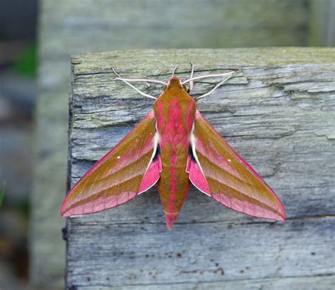 Elephant Hawk Moth