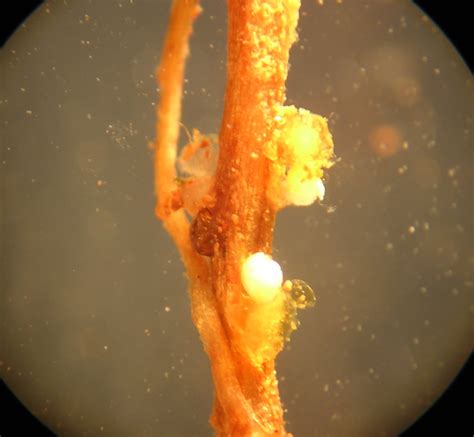 TNAU Agritech Portal :: Crop Protection