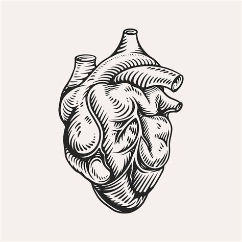 Human heart anatomically hand drawn | Premium Vector