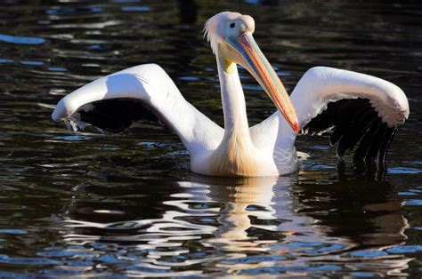 Pelican Free Stock Photo - Public Domain Pictures