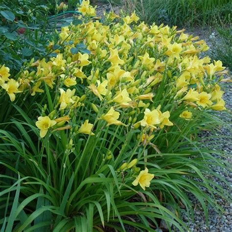 Happy Returns Hemerocallis (Daylily) – Southern Idaho Landscape Center