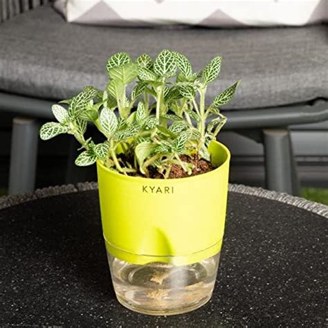 KYARI Fittonia Green Indoor Plants for Living Room | Live Plants ...
