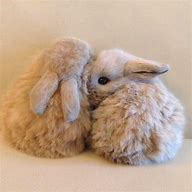 Image result for Bunny Rabbit Babies