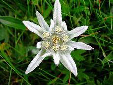 fiore edelweiss stella alpina edelweiss il fiore anche se non 232 l inf fiore edelweiss stella alpina edelweiss il fiore anche se non 232 l inf