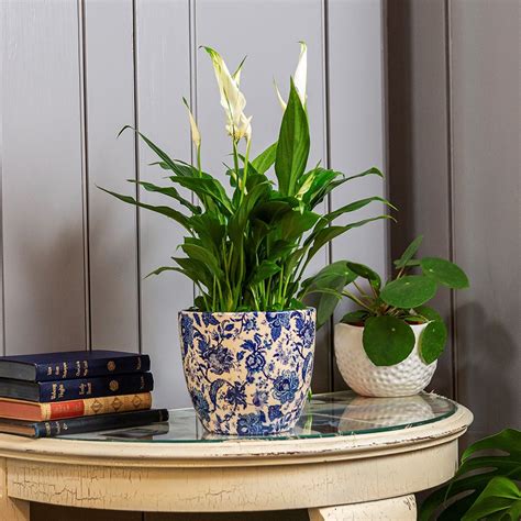 Buy Vintage floral print plant pot - blue: Delivery by Waitrose Garden