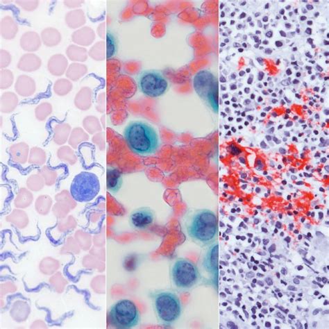 Axiolab Clinical Demo Registration