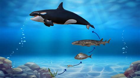 Arctic Food Chain - 3D model by arloopa [2595256] - Sketchfab