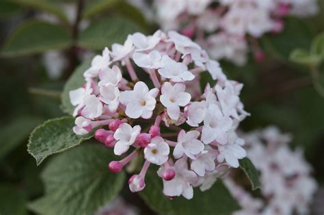 Free Images : branch, blossom, flower, petal, bloom, bush, spring ...
