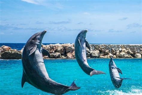 Best 14 Destinations in India to Spot Dolphins