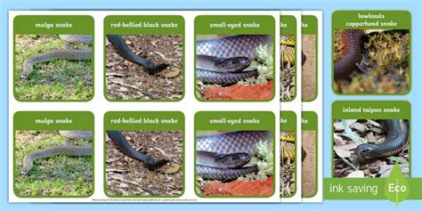 Australia's Dangerous Snakes Memory Game (teacher made)