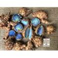 Seeds village Black Turmeric Seeds