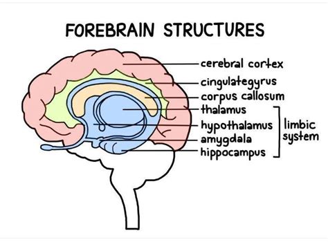 Define :- • Forebrain • Midbrain • Hindbrain Don't Spam - Brainly.in
