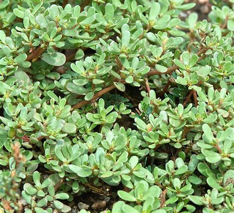 Amazon.com : 1500+ Purslane Seeds Green Plants Fresh Garden Seeds : Patio, Lawn & Garden
