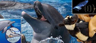 Image result for How Does Echolocation Work