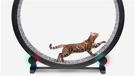 One Fast Cat Exercise Wheel Review - Cat Exercise Wheel
