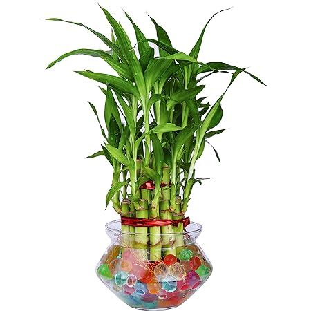 Guuchuu 2 Lucky Bamboo Plant with Big Round Glass Bowl and Colored ...