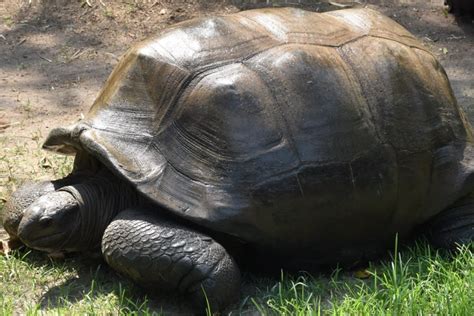 Tortoise Died in Zoo: A Sad Incident at Hyderabad's Zoo Park