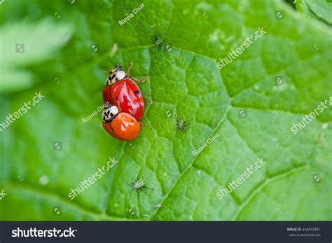 57 Lady bird copulation Snímků, stock fotografií a vektorů | Shutterstock