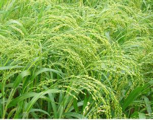 PURE POINT Panicum sumatrense/ ????/ Kutki/ Samulu Seed Price in India ...