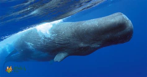 Whale 的图像结果