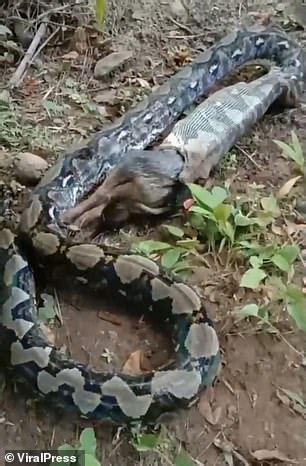 Image result for Python Killing Dog Video