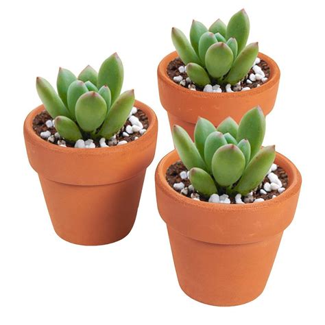 Juvale 10-Pack 1.5-Inch Mini Terracotta Plants Pots with Drainage Holes ...