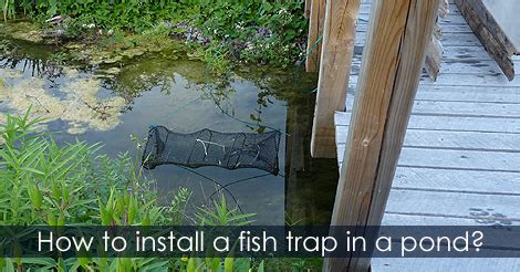 Image result for Using a Fish Trap