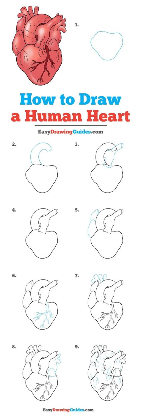 How to Draw a Human Heart - Really Easy Drawing Tutorial