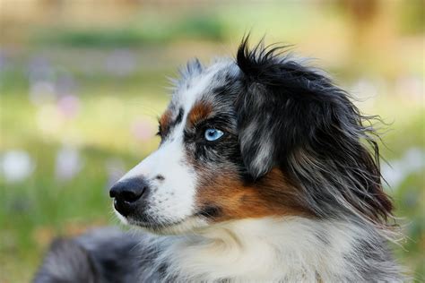 Australian Shepherd Colors: Explore Their Stunning Coats!