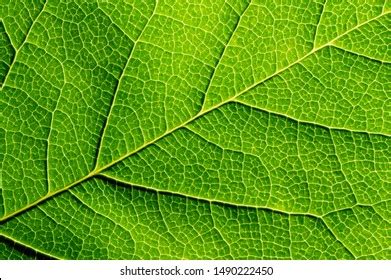 Image result for DNA Tree