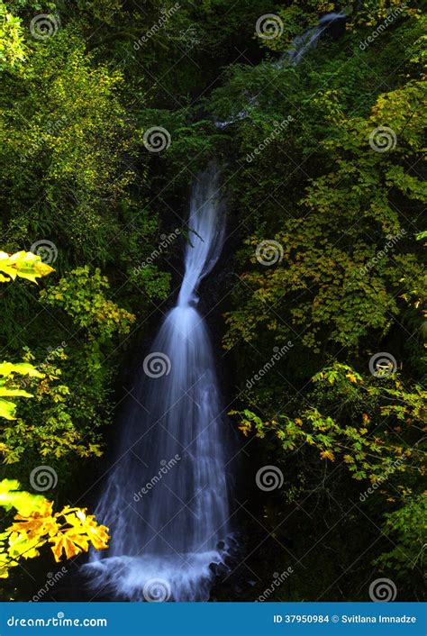 Shepperd s Dell Falls stock photo. Image of gorge, trees - 37950984