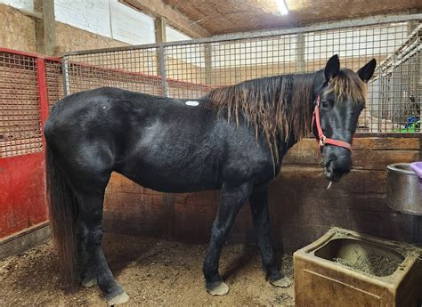 LAST CALL · Copper Horse Crusade