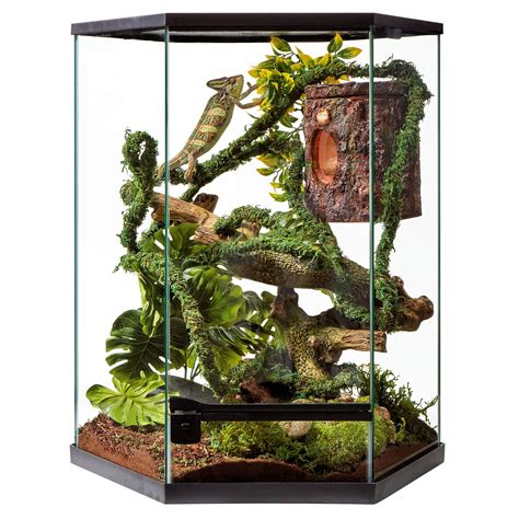 Terrarium Lizards at Brianna Hort blog