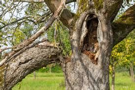 Image result for Signs of Root Rot in Trees