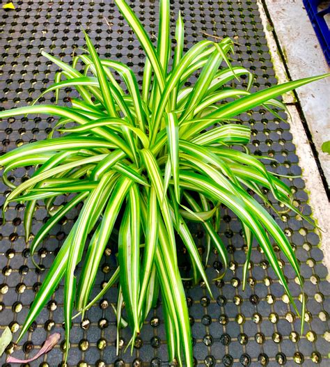 Spider Plant in Sydney, NSW, Australia- Easy-Care Indoor Plant for a ...